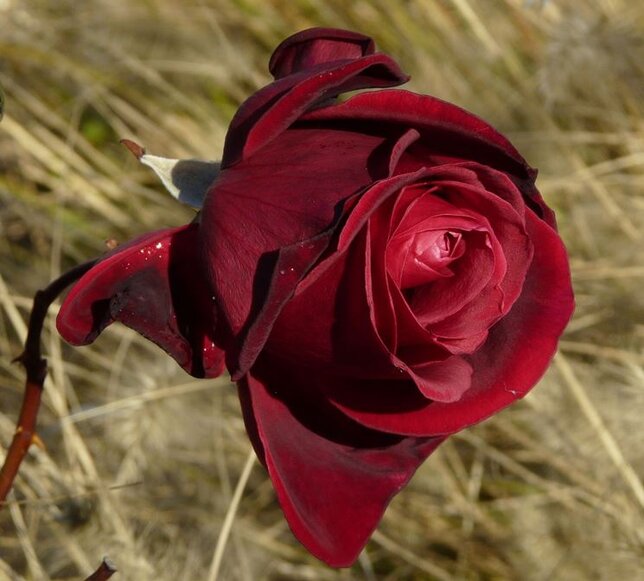 3212430_ruza_mildred_scheel_03