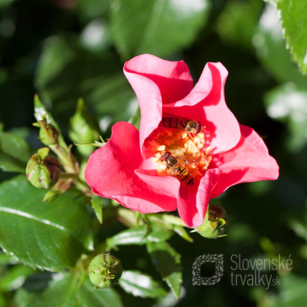 06202154_ruza_orienta_djamila_01