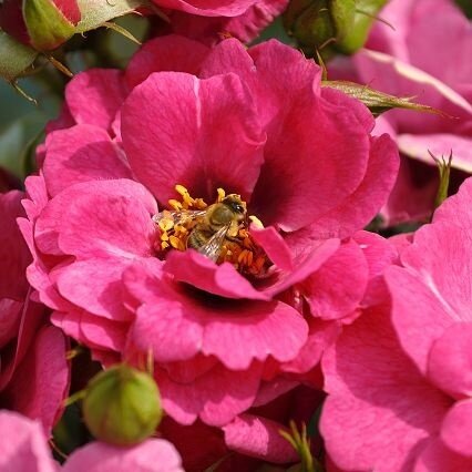 06202154_ruza_orienta_djamila_03