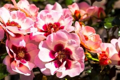 3223333_ruza_orienta_shila_01