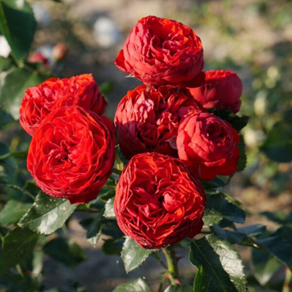 3243849_ruza_hot_rokoko_01