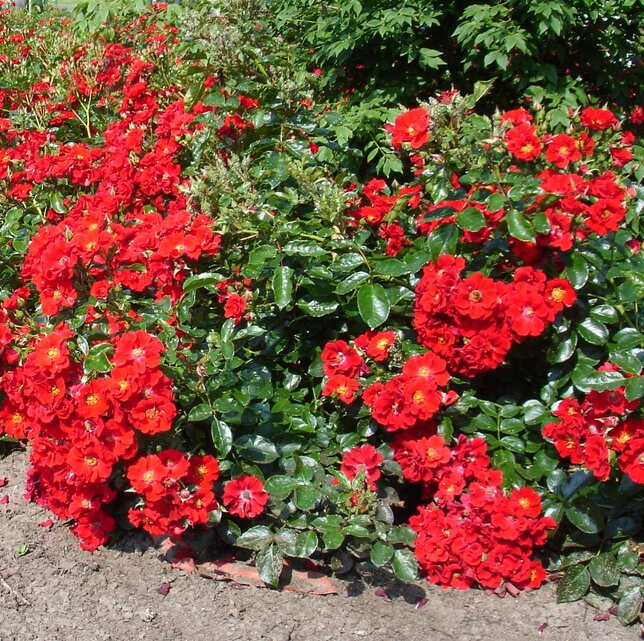 10254079_ruza_alpengluhen_01