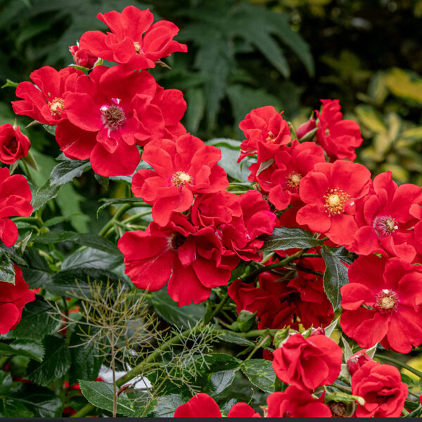 10254079_ruza_alpengluhen_02