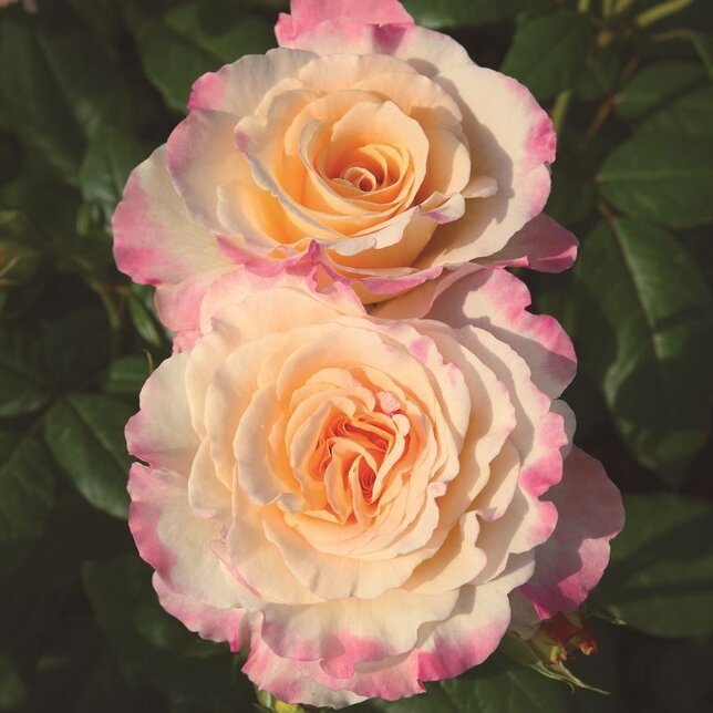 3212192_ruza_aquarell_01