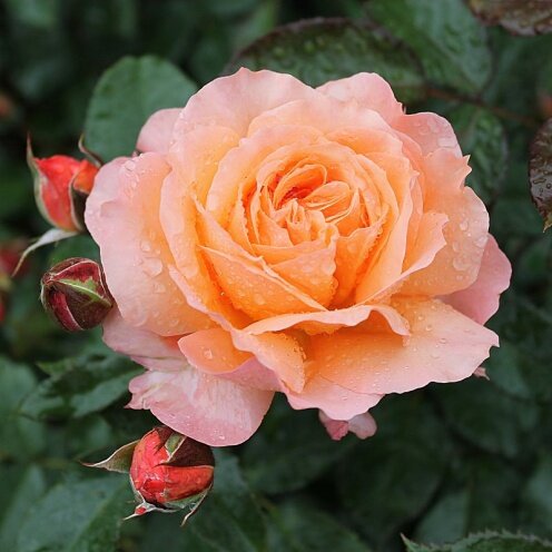 3223311_ruza_belvedere_03