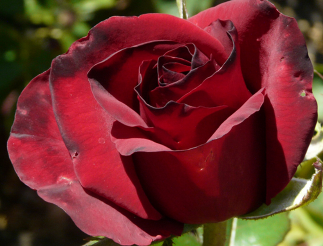 2252179_ruza_black_magic_02