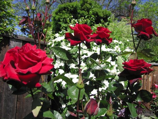 2252179_ruza_black_magic_03