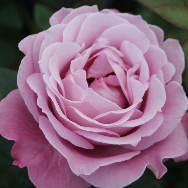 2252171_ruza_blue_parfum_02