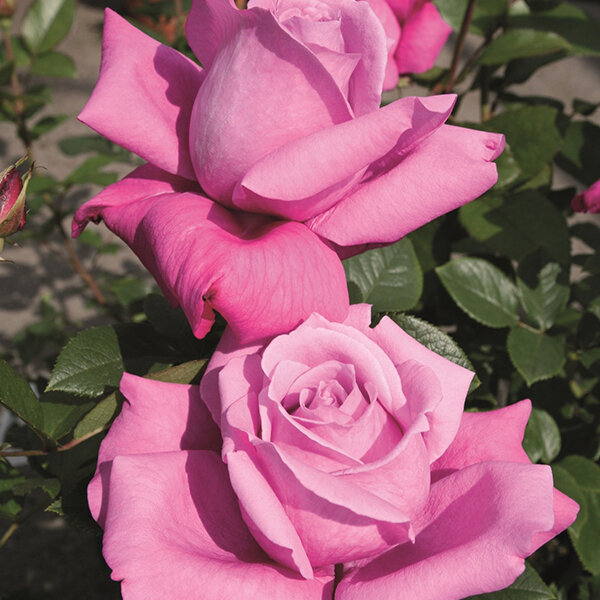 2252171_ruza_blue_parfum_03