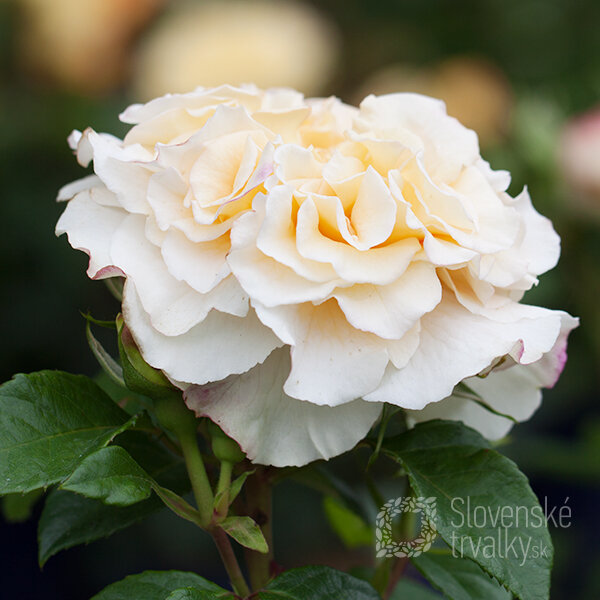 3212138_ruza_comtessa_2l_01