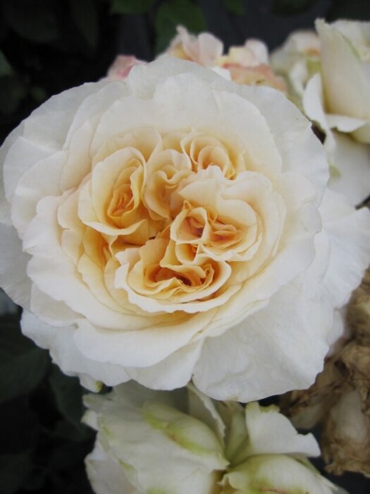 3212138_ruza_comtessa_2l_04