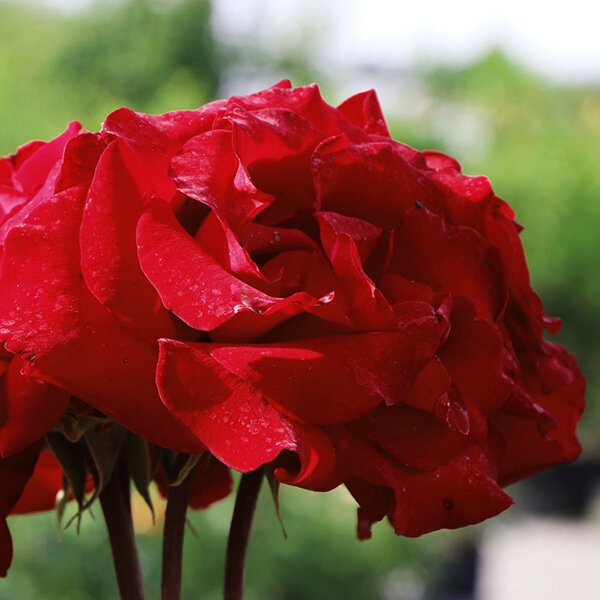 3212427_ruza_erotika_02