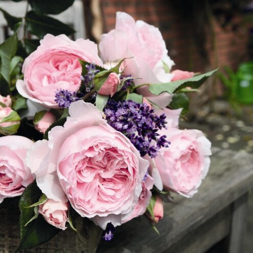 2253332_ruza_gartentraume_01