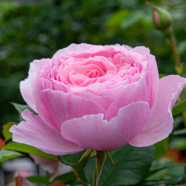 2253332_ruza_gartentraume_04