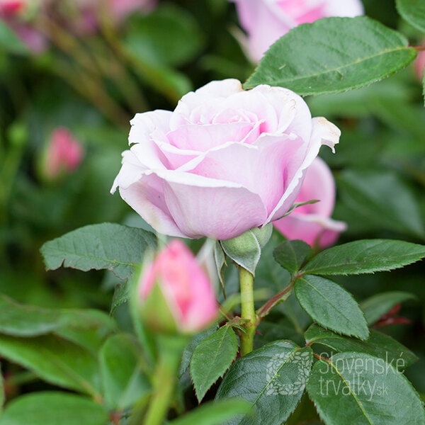 2252135_ruza_pacific_blue_02