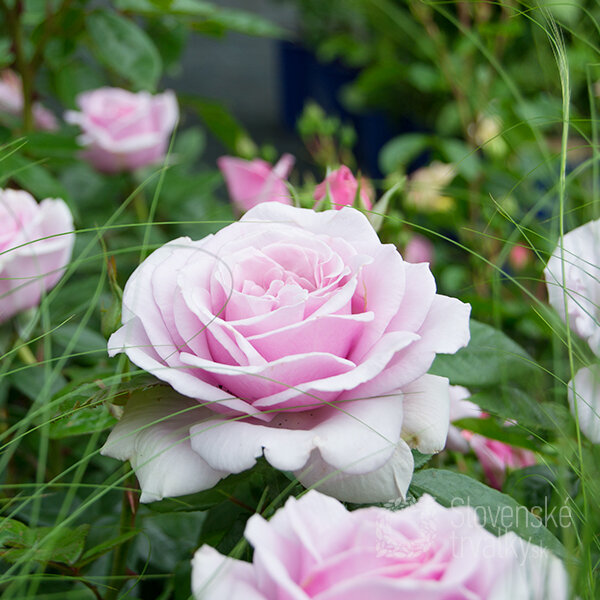 2252135_ruza_pacific_blue_03