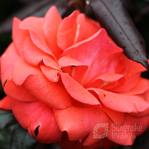 3232155_ruza_piccolo_02