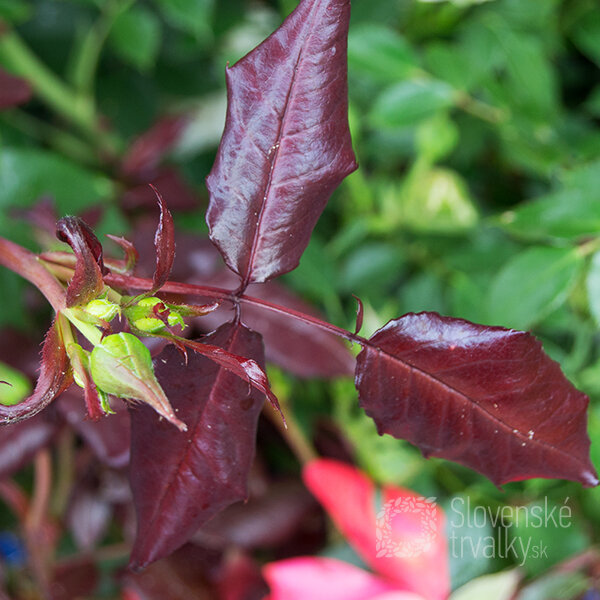 3232155_ruza_piccolo_03