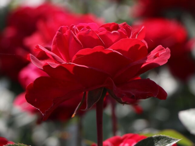 3223306_ruza_stortebeker_01