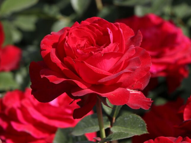 3223306_ruza_stortebeker_03