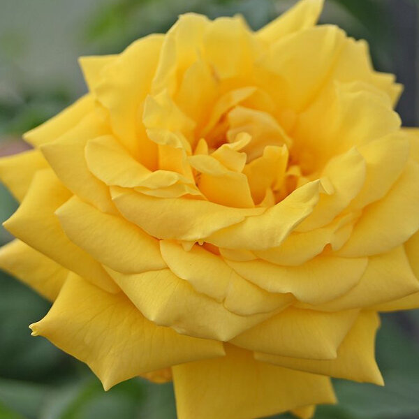 3212436_ruza_goldstern_02