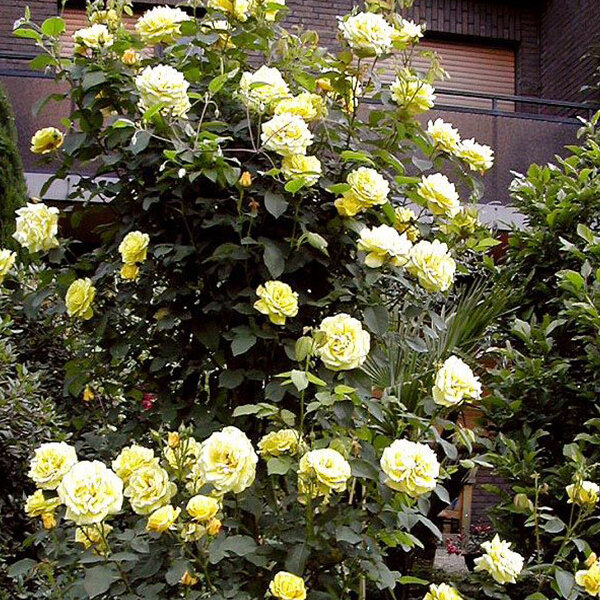 3212436_ruza_goldstern_03