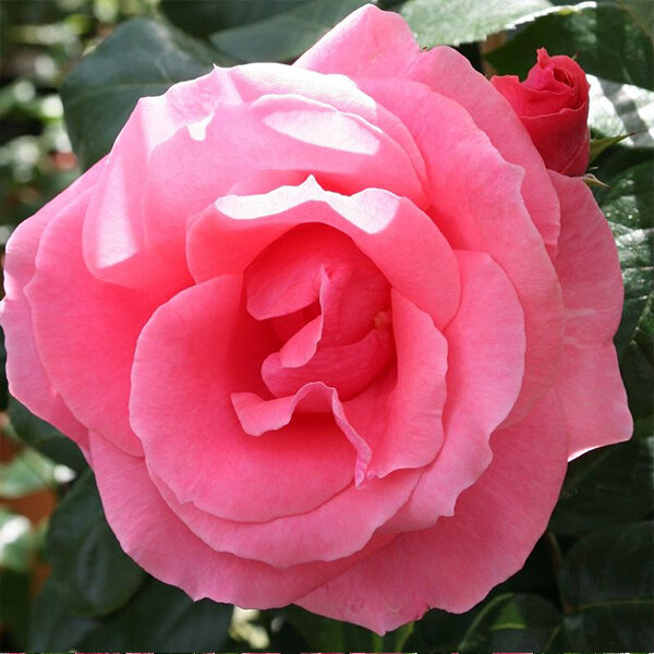 2252437_ruza_lawinia_01