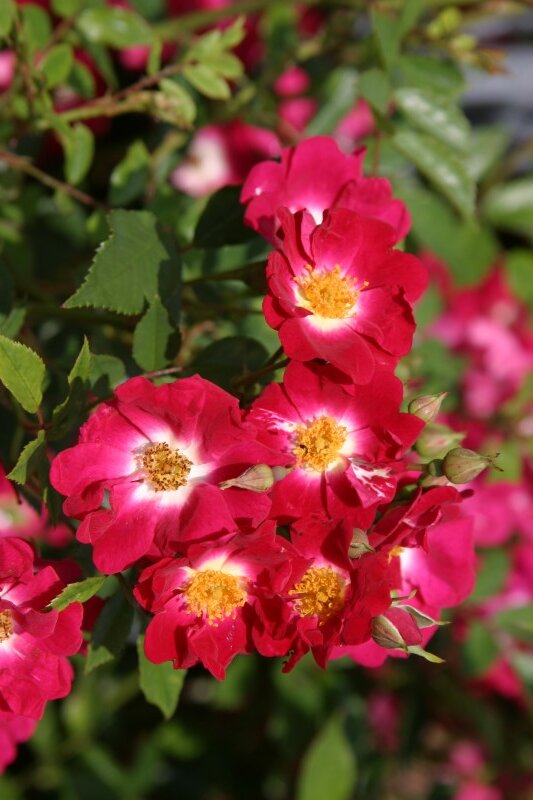 3233339_ruza_libertas_01