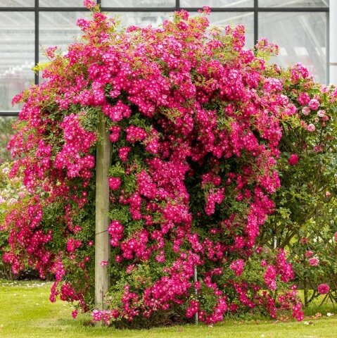 3233339_ruza_libertas_02