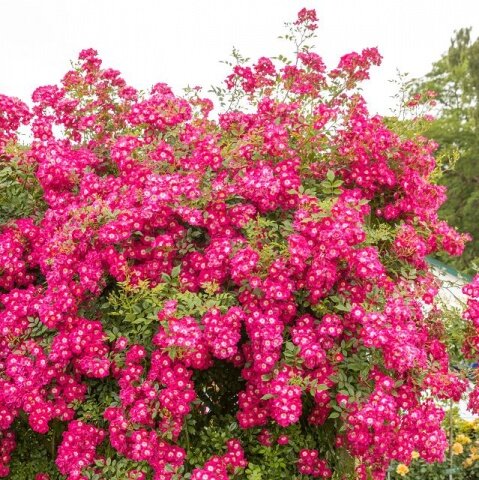 3233339_ruza_libertas_03