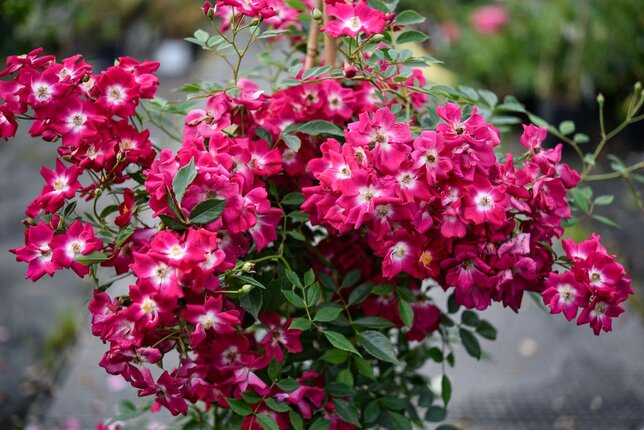 3233339_ruza_libertas_04