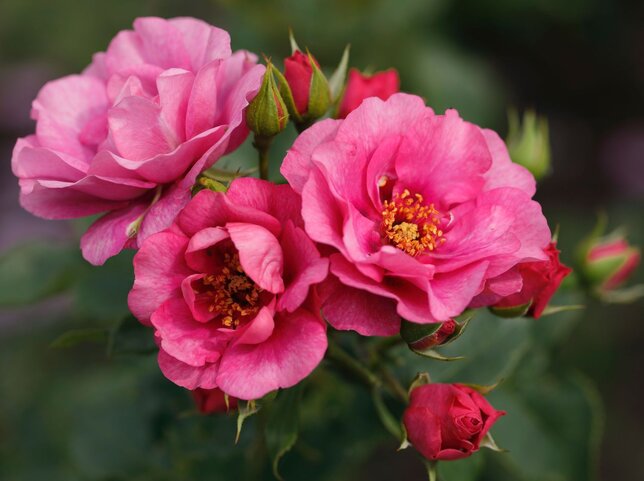 2252968_ruza_orienta_aladdin_02