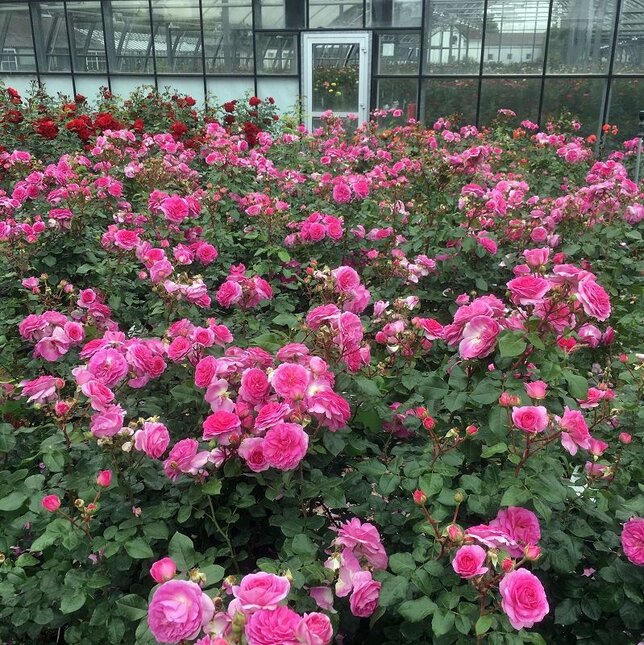 2253047_ruza_ozeana_02