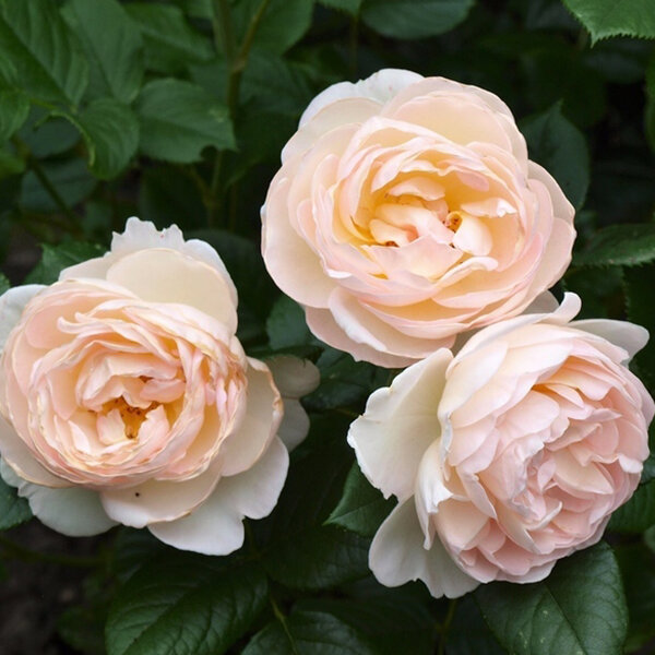 2252440_ruza_uetersener_klosterrose_03