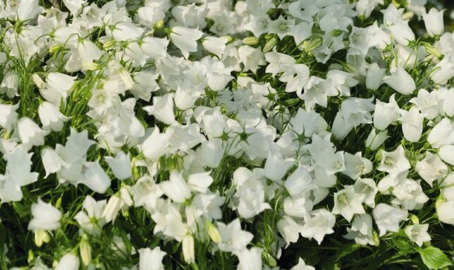 3251033_campanula_jingle_white_01