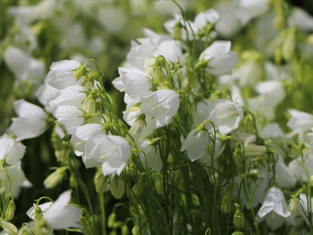 3251033_campanula_jingle_white_02