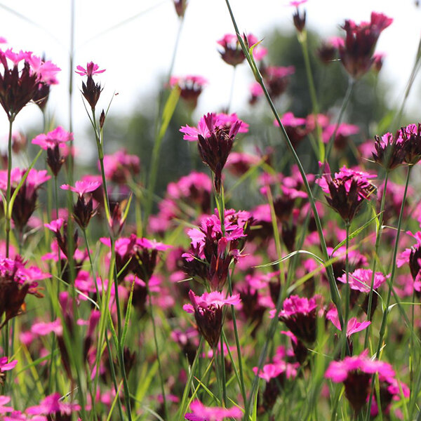 4252365_dianthus_carthusianorum_02