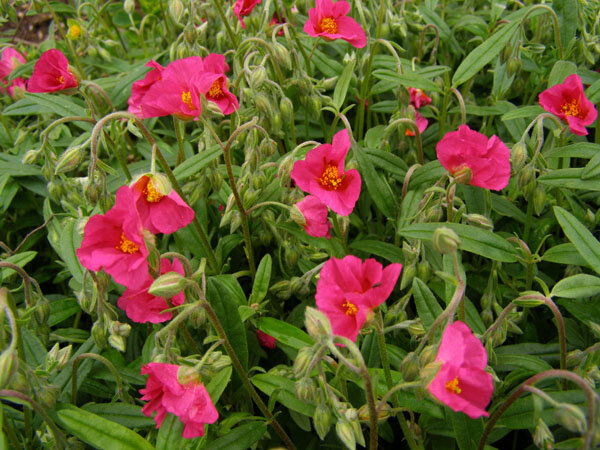 10250509_helianthemum_pink_supreme_01