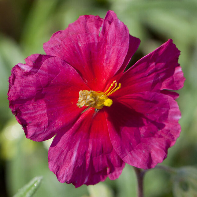 10250509_helianthemum_pink_supreme_02