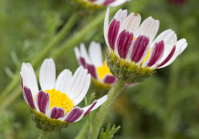 3254170_anacyclus_silberkissen_01