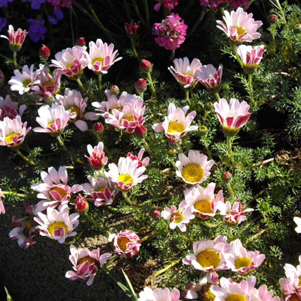 3254170_anacyclus_silberkissen_02