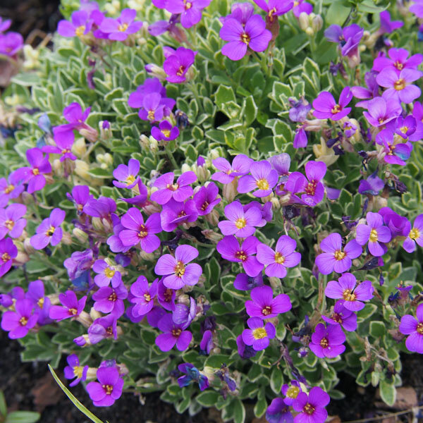 10250581_aubrieta_dr_mules_variegata_01