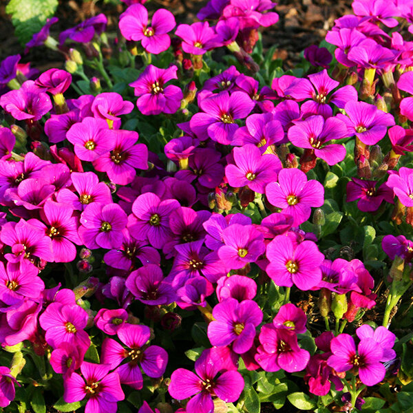 3251672_aubrieta_florado_rose_red_01