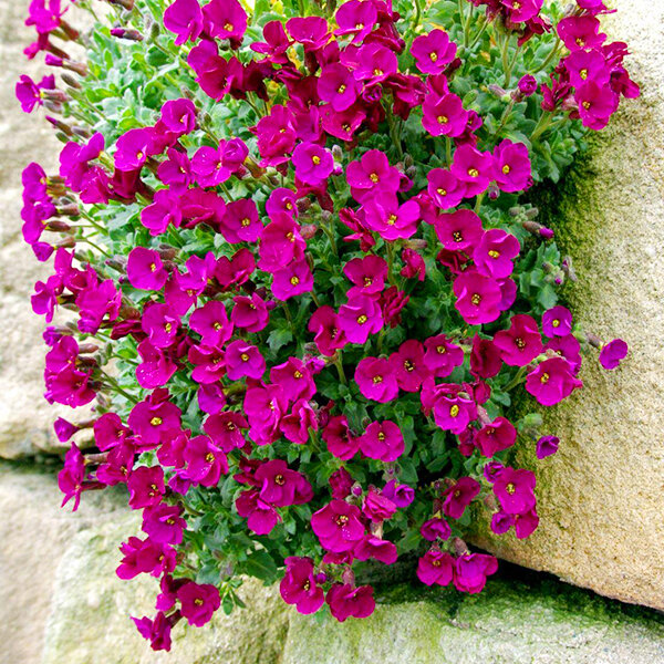 3251672_aubrieta_florado_rose_red_02