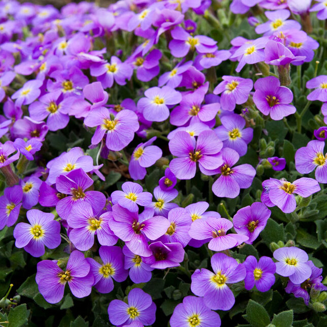 3250059_aubrieta_hamburger_stadtpark_02