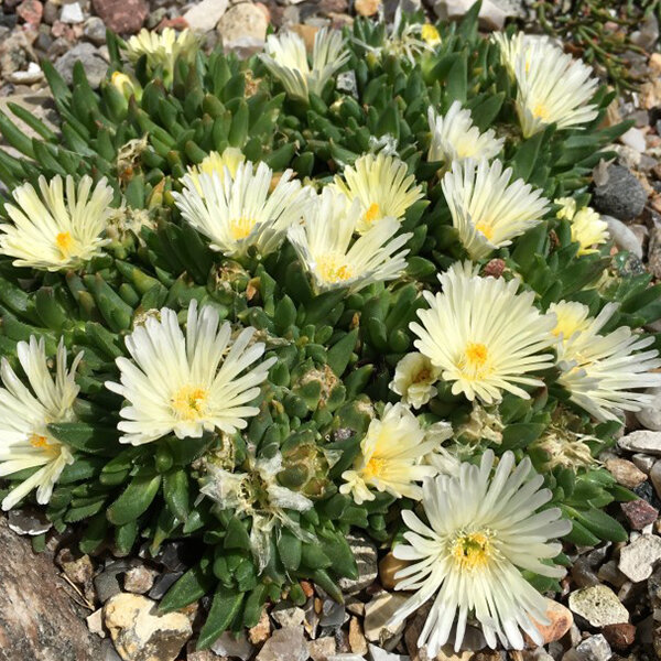 4222888_delosperma_alba_02