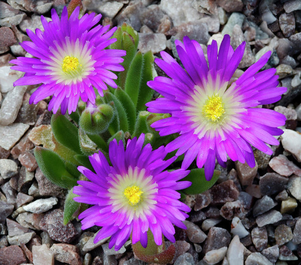 5210105_delosperma_ashtonii_01