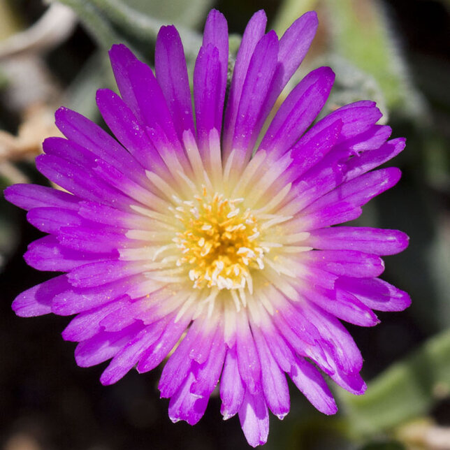 5210105_delosperma_ashtonii_02