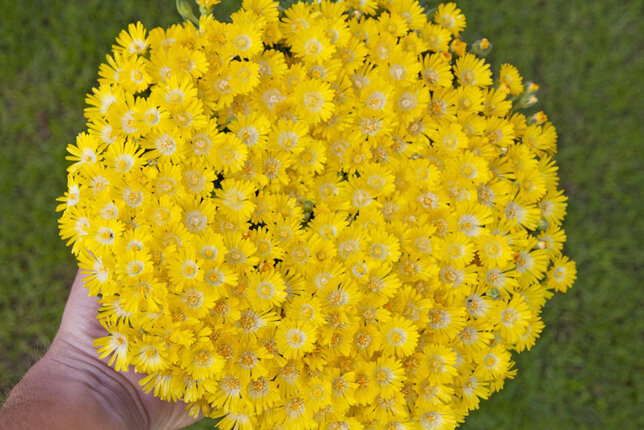 6250107_delosperma_basuticum_gold_nugget_01