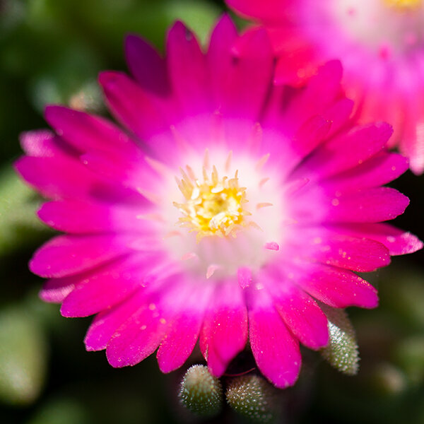 6222472_delosperma_jewel_of_desert_amethyst_03